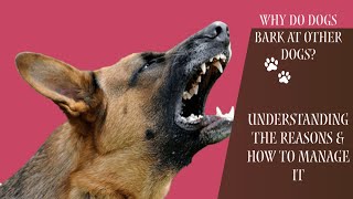 Why Do Dogs Bark at Other Dogs Understanding the Reasons amp How to Manage It [upl. by Schou251]