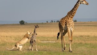 Lion vs Giraffe  Rongai Lion pride attempt to hunt a baby Giraffe  Epic Battle [upl. by Rehpotsrhc]