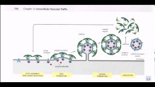 Vesicle formation [upl. by Arit]