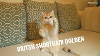 The Most Beautiful Cats of British Shorthair Golden [upl. by Viridi752]