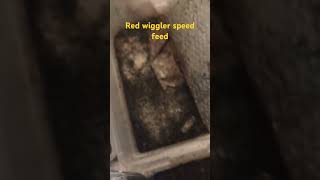 Red wiggler speed feed garden vermicomposting gardenwaste gardening shorts vermiculture [upl. by Akcirehs]