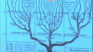 Diversidade Biológica e Filogenia  videoaula 1 [upl. by Urba]