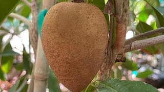 Growing Sapodilla in Las Vegas at Abah Garden [upl. by Vivie645]