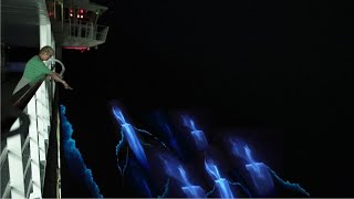 Cruise Ship Encounters GLOWINTHEDARK Creatures [upl. by Llenroc]