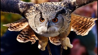 Blodeuwedd  Celtic Goddess Flower Face Owl [upl. by Llertrac558]