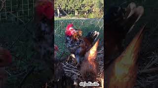 Adorable Serama rooster🐓☀️ cutepets petrooster petchickens cutechickens [upl. by Bastian764]