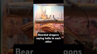 Zilla Spike and Reptar says hello fypシ゚viral youtubeshorts beardeddragon LIKE COMMENT SHARE SUB [upl. by Eimile897]