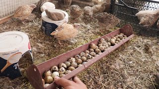 Topla Topla Bitmiyor Bıldırcın Kümesim de yumurta toplama [upl. by Marcelle]