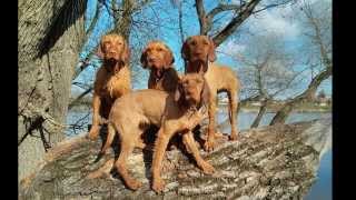 Introducing the Zöldmáli Hungarian Wirehaired Vizsla Kennel [upl. by Iand605]