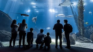 ¡El Mejor Acuario del Mundo está en Lisboa 🤩🌊 [upl. by Latricia]