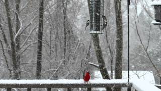 Chickadees Vie for Top Spot at Bird Feeder slowmotion [upl. by Pathe859]