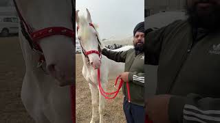 एक से एक शानदार घोडा आया कम्पटीशन में  शौक के आगे सब फेल है  marwadihorses nukre horses  3​ [upl. by Hausner473]