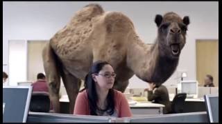 Geico Hump Day Birthday Camel [upl. by Peednus]