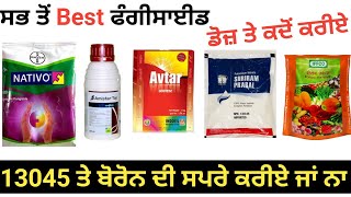 Full Information fungicides13045 And Boron  ਝੋਨੇ ਦੀਆਂ ਸਾਰੀਆਂ ਫੰਗਸ ਬਿਮਾਰੀਆਂ ਨੂੰ ਕੰਟਰੋਲ ਕਰੋ [upl. by Tilney]