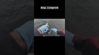 Fishing at Westport WA fishing pnw fish lingcod washington [upl. by Arfihs]