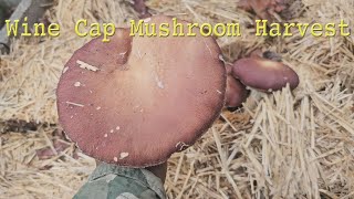 Wine Cap Mushroom Harvest [upl. by Elleuqram]