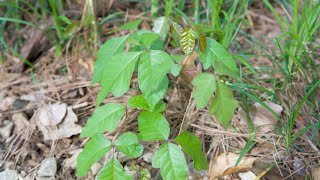 Poison Ivy Toxicodendron radicans  Plant Identification [upl. by Savell]