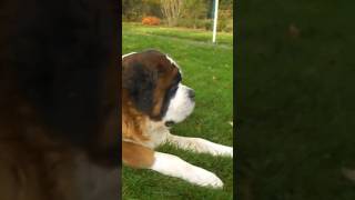 Cäsar shortsvideo saintbernarddog hund saintbernard bernhardiner dog [upl. by Nnylyam]