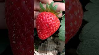 How to Grow Strawberry Plants at Home 🍓 plants farming shorts [upl. by Alvarez]