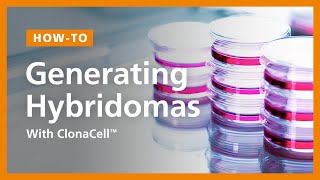 ClonaCell™ Hybridoma Generation Protocol Using SemiSolid Cloning [upl. by Leonid]