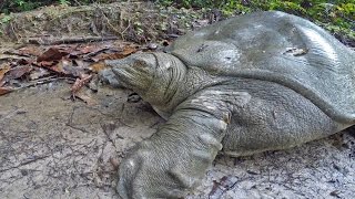 The discovery of a soft Turtle of the Nile Trionyx tri unguis in the Gabonese forest [upl. by Sufur374]