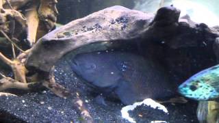 Fat sleeper Goby Electric blue Jack Dempsy and Geophagus Surinamensis eating flaked food PT1 [upl. by Elleinwad]