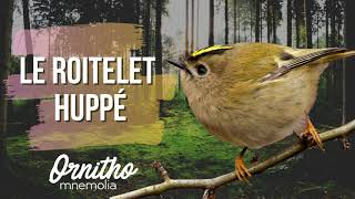 Le roitelet huppé [upl. by Primo431]