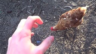 How To Fight a Chicken [upl. by Hesoj]