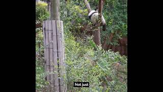 Giant Panda Ailuropoda melanoleuca [upl. by Reel]