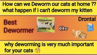 cat deworming kya hota ha  cat deworming at home  cat deworming medicine  cat deworming method [upl. by Adnoma]