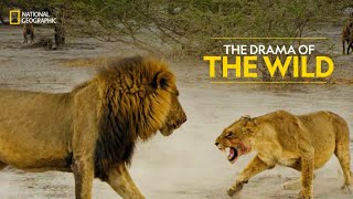 The Drama of the Wild  Savage Kingdom  हिन्दी  Full Episode  S4E3  National Geographic [upl. by Hibbert]