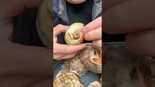 Yummy Snail from natural source 175 [upl. by Lustig]