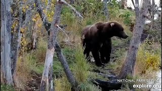 5 Oct 2024 Bear Resembling 274 Walks the Riffles Bank exploreorg [upl. by Behlau]