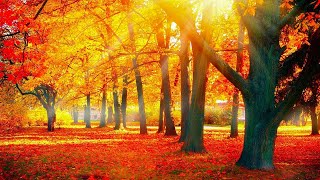 Beautiful Relaxing Music  Soothing Autumn Melodies Mindful and Peaceful Piano Instrumental Music [upl. by Alrak876]