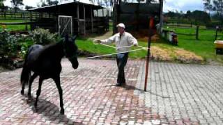 ESPIRITU  Paso Fino Colombiano Video 1 [upl. by Gomar]