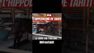 🐎🇵🇫Ya des chevals à Tahiti tahiti hippodrome cheval roadtrip vlog vlogs riding course [upl. by Rosel]