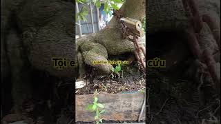 Mai vàng bonsai bonsaitree bonsaivietnam bonsaiindonesia bonsaimini bonsaiandall garden [upl. by Epul]