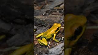 Um Dos Animais Mais Venenosos shorts rãdourada phyllobatesterribilis sapo wrap [upl. by Alvord]