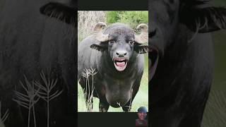 tange tange cartoon​ comedy​ COW​ shorts​ tange tange [upl. by Etnahsal]