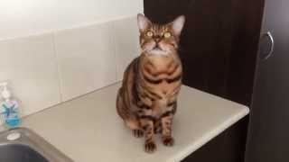 Bengal Cat Loves His Kitty Crack Catnip [upl. by Percival]