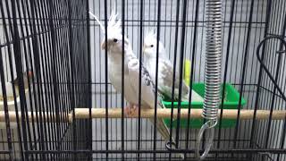 Whiteface Pied Pearl Cockatiel for sale Melbourne [upl. by Gavette]