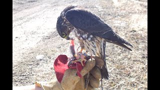 Falconry Falcons Accipiters Buteos Part 3 [upl. by Ullund]