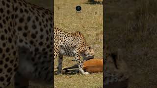 Cheetah’s Triumph Dragging a Gazelle in Amboseli safarisightings wildlifesafaris [upl. by Laefar]