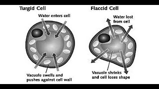 TurgidityandFlaccidityBiology ICSE10thBiology PlantPhysiology [upl. by Mirelle]