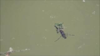 Backswimmer  Water Boatman [upl. by Barnard275]