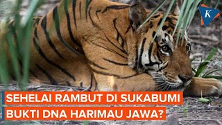 DNA Harimau Jawa Ditemukan dari Rambut di Sukabumi Bukti Belum Punah [upl. by Belden]