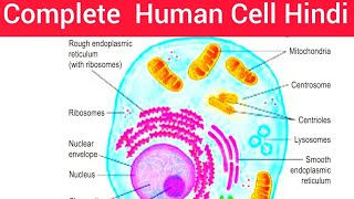 Complete Human Cell Hindi  Cell Anatomy physiology Functions and Structure Hindi Cell BSc Nursing [upl. by Nnateragram]