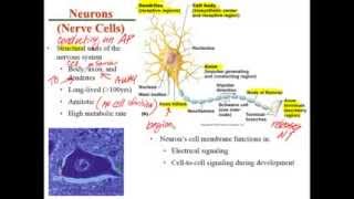 Chapter 11 Lecture A Histology of Nervous Tissue [upl. by Dohsar61]