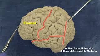 Find lobes of the human brain and the insula Introduction neuroanatomy cerebral cortex brain [upl. by Adkins]