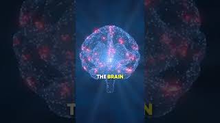 Top 5 Supplements to Improve BRAIN Function [upl. by Nerissa]